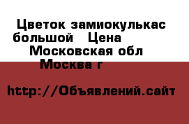 Цветок замиокулькас большой › Цена ­ 3 000 - Московская обл., Москва г.  »    